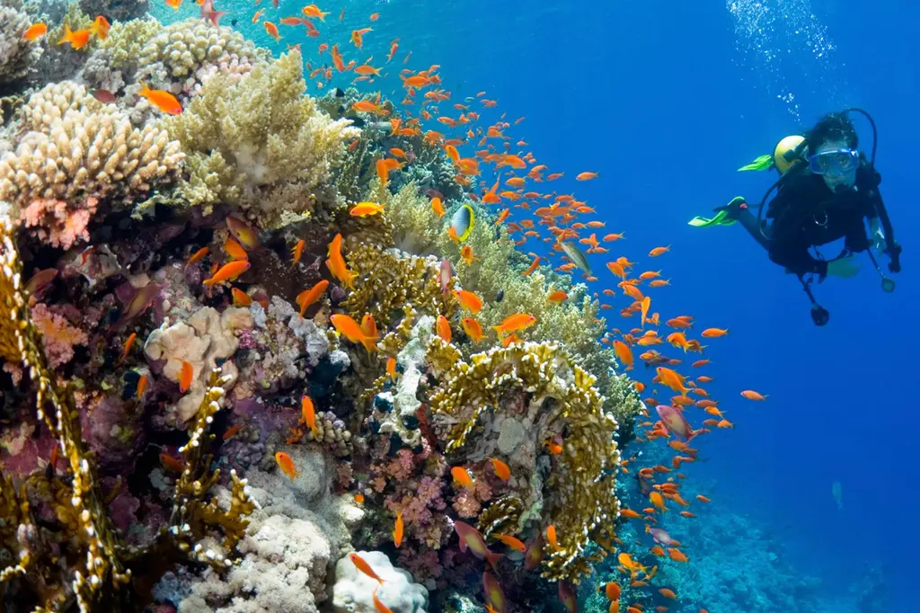 Yasawa Island Resort & Spa image 9